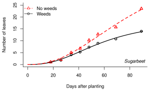 Sugarbeet leaf development was slowed significantly by the presence of surrounding weeds.