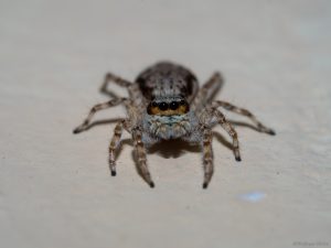 unidentified jumping spider