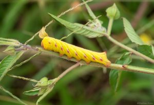 yellow caterpillar (hawk moth larvae)