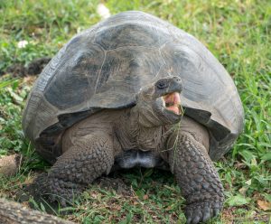 A galapagos tortois eating grass with his mouth wide open