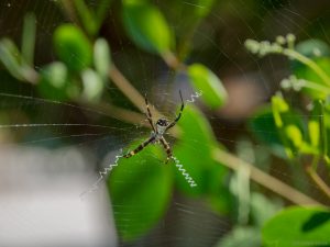 Unknown spider in a web