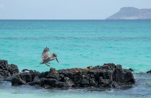 pelican landing on a rock with lots of crabs