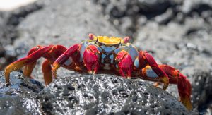 Sally Lightfoot Crab on lava rock by the beach
