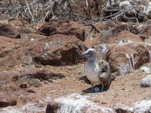 Blue footed booby with 1 egg