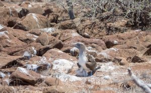 A blue footed booby with recently hatched chick