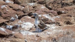 A blue footed booby with recently hatched chick