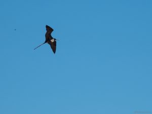 Frigate bird in the air