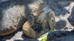 Land iguana eating a prickly pear