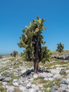 A prickly pear cactus tree on South Plaza Island