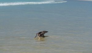 A pelican scooping up some food