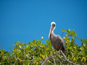 Pelican perched on a mangrove tree