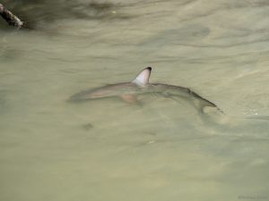 Black tip reef shark in shallow water
